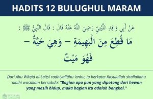 hadits apa yang dipotong dari hewan hidup adalah bangkai - bulughul maram #12