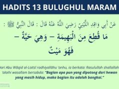 hadits apa yang dipotong dari hewan hidup adalah bangkai - bulughul maram #13